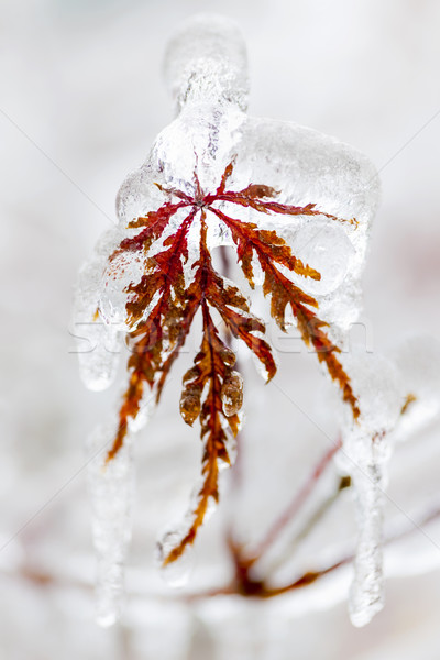 Glaciale hiver feuille arbre couvert glace Photo stock © elenaphoto
