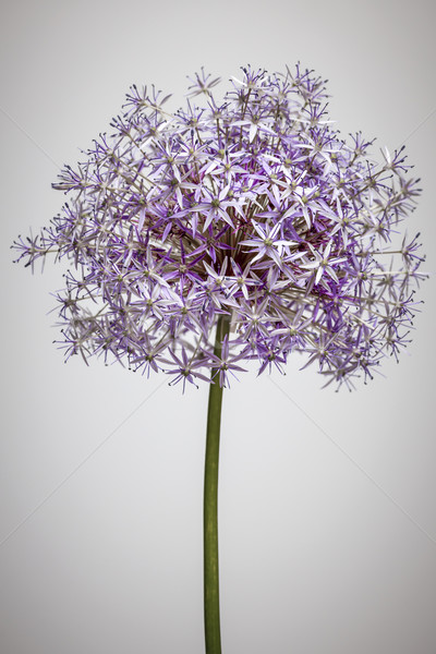 Flowering onion flower Stock photo © elenaphoto