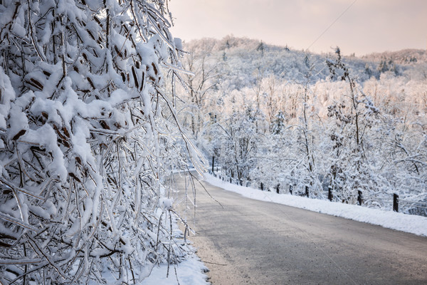 Scénique route hiver forêt lourd [[stock_photo]] © elenaphoto