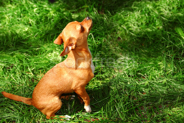 Small dog Stock photo © elenaphoto