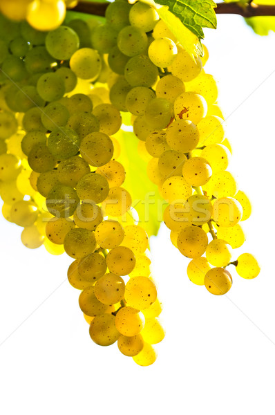 黄色 ブドウ 成長 つる 明るい 日照 ストックフォト © elenaphoto