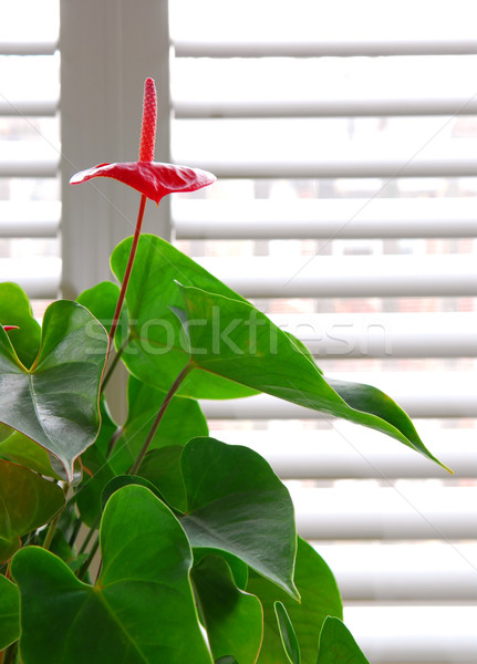 House plant Stock photo © elenaphoto