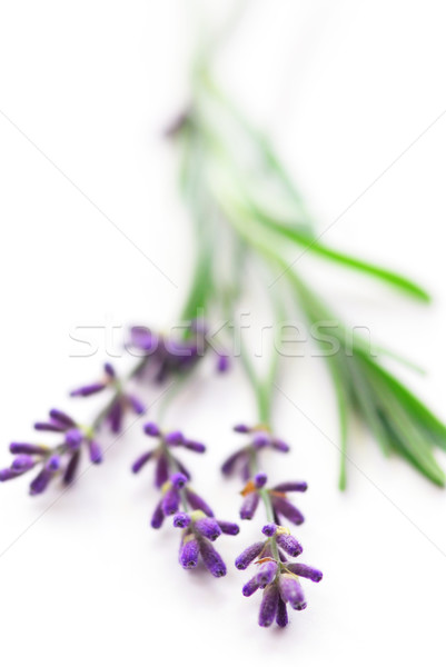 Lavendel isoliert weiß Blumen Hintergrund entspannen Stock foto © elenaphoto