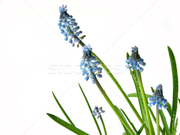 Blue spring flowers on white Stock photo © elenaphoto