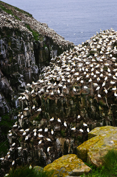 Cape St. Mary's Ecological Bird Sanctuary in Newfoundland Stock photo © elenaphoto