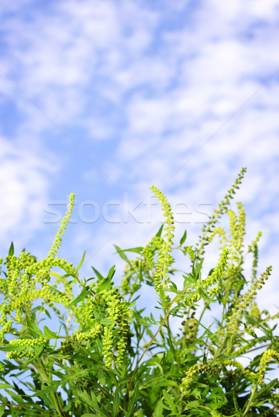 завода цветения Blue Sky цветок цветы Сток-фото © elenaphoto