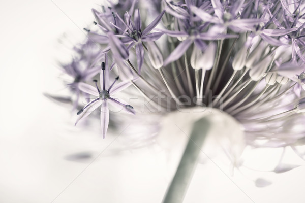 Stock photo: Flowering onion flower