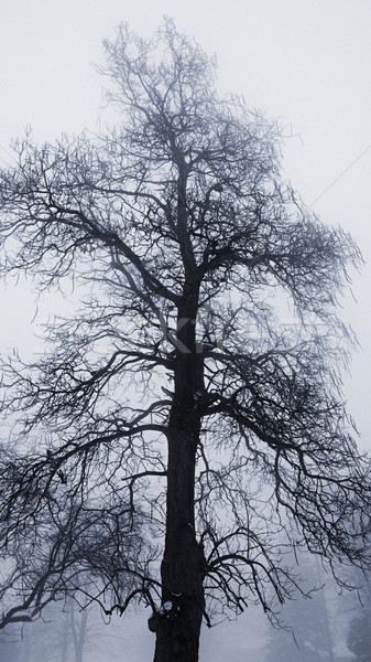 Invierno árbol niebla alto sin hojas nieve Foto stock © elenaphoto