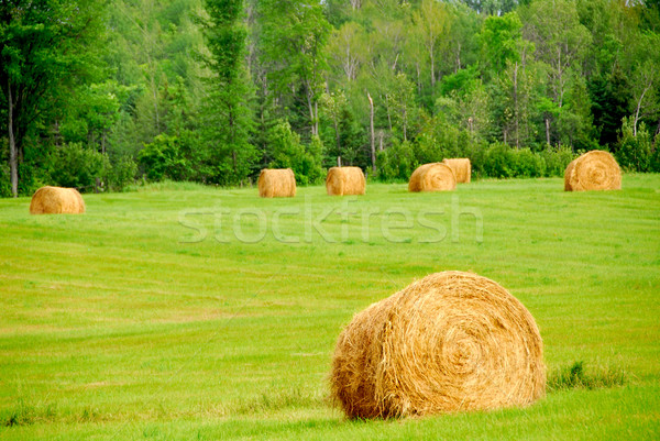 Stock photo: Hay bales