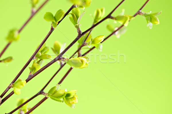 Branches with green spring leaves Stock photo © elenaphoto
