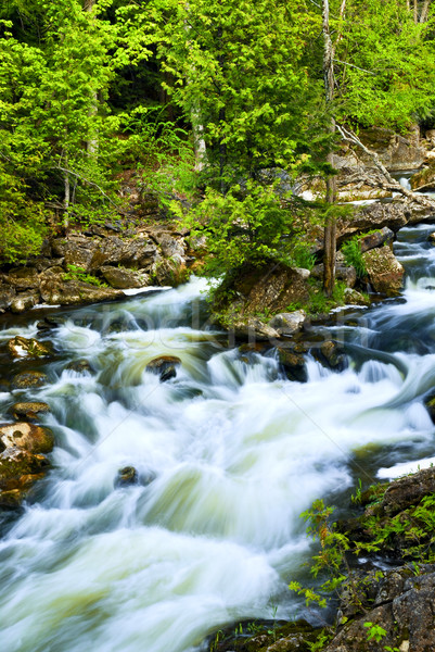 River through woods Stock photo © elenaphoto