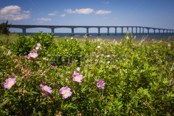 Wild roses at Confederation Bridge Stock photo © elenaphoto
