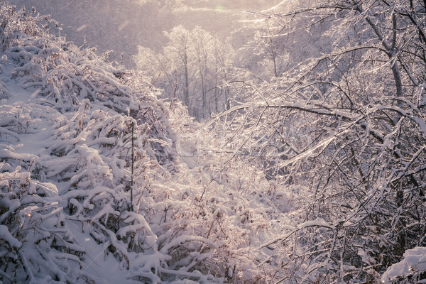 Winter forest after ice storm Stock photo © elenaphoto