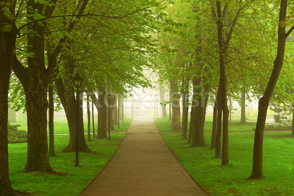 Foto stock: Brumoso · parque · camino · verde · primavera · forestales