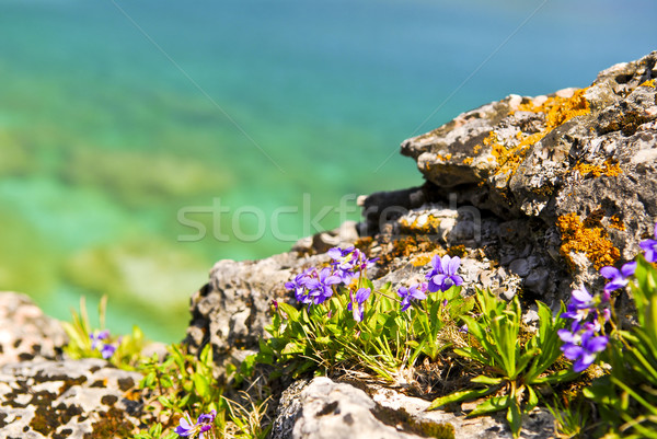 Wildflowers at shore of Georgian Bay Stock photo © elenaphoto