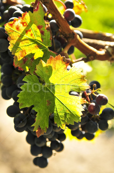 Red grapes Stock photo © elenaphoto