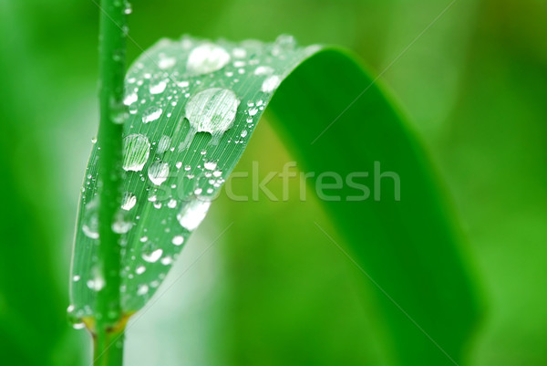 Esőcseppek fű nagy vízcseppek zöld fű penge Stock fotó © elenaphoto