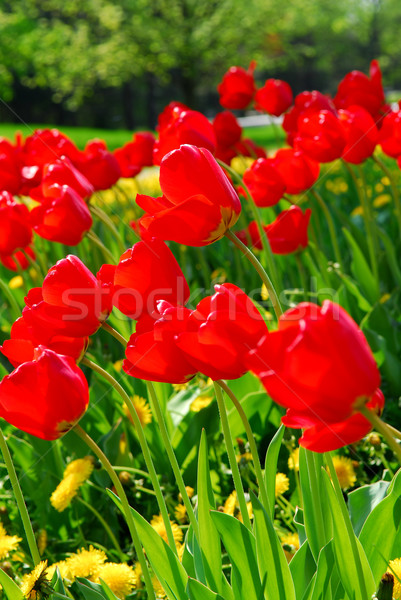 Rosso primavera tulipani luminoso fioritura giardino Foto d'archivio © elenaphoto