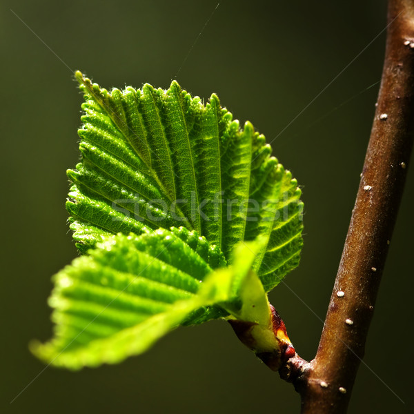 Groene voorjaar bladeren schone milieu Stockfoto © elenaphoto