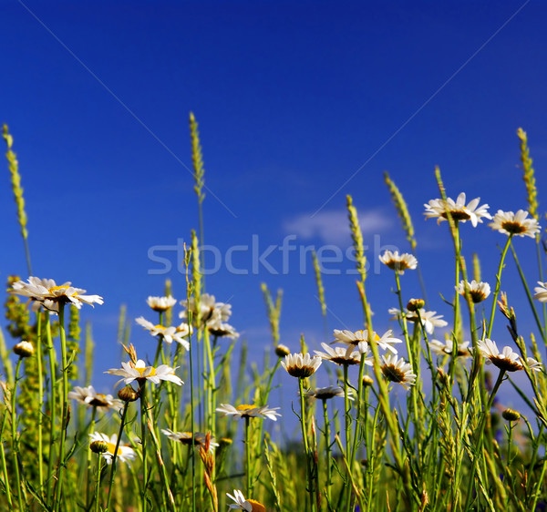 Lata łące Daisy kwiaty jasne Zdjęcia stock © elenaphoto