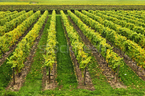 Vignoble jeunes raisins vignes croissant [[stock_photo]] © elenaphoto