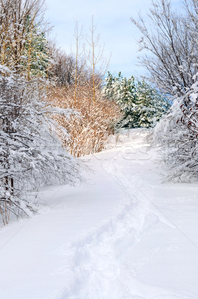 Path in winter forest Stock photo © elenaphoto