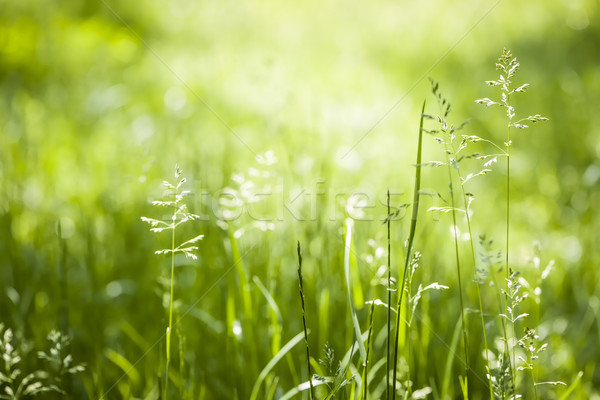 June green grass flowering Stock photo © elenaphoto