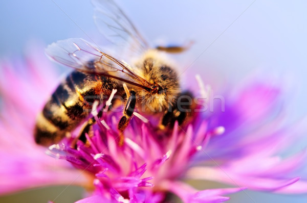 пчелиного меда Bee крыльями меда ошибка Сток-фото © elenaphoto