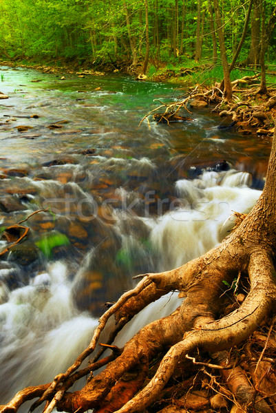 Rivière vert arbres forêt eau [[stock_photo]] © elenaphoto