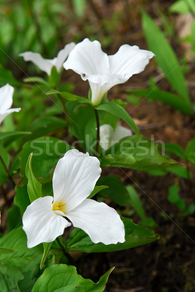 White Trillium Stock photo © elenaphoto
