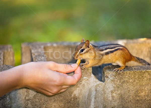 Foto stock: Animais · selvagens · feminino · mão · amendoim