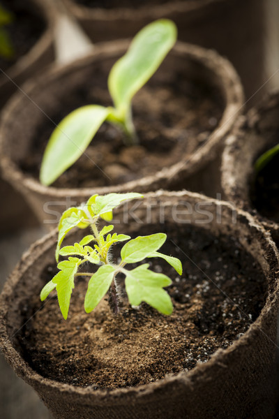 Seedlings growing in peat moss pots Stock photo © elenaphoto