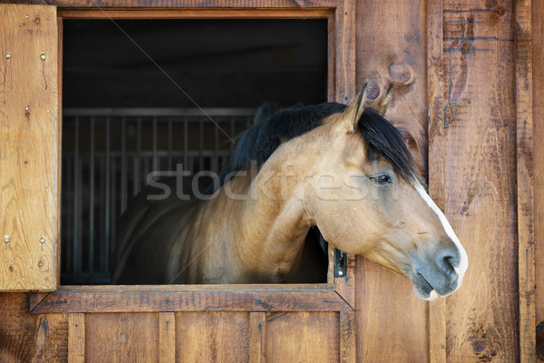 лошади стабильный любопытный коричневый глядя из Сток-фото © elenaphoto