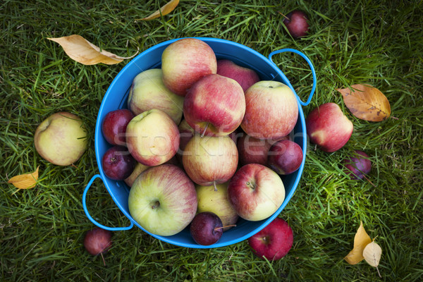 Fresh apples harvest Stock photo © elenaphoto