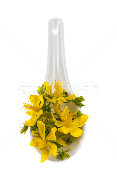 St. John's Wort flowers Stock photo © elenaphoto