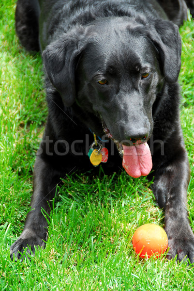 Dog with a ball Stock photo © elenaphoto