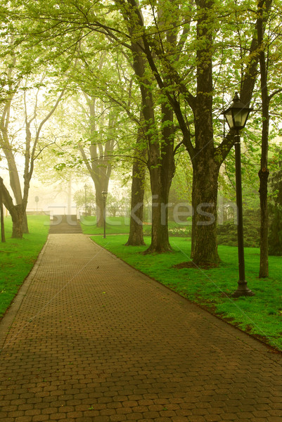 Сток-фото: туманный · парка · пути · зеленый · весны · лес