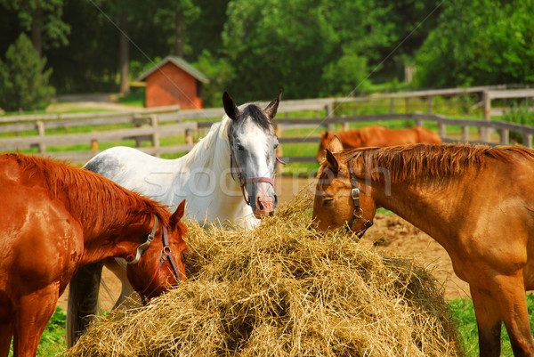 Horses at the ranch Stock photo © elenaphoto