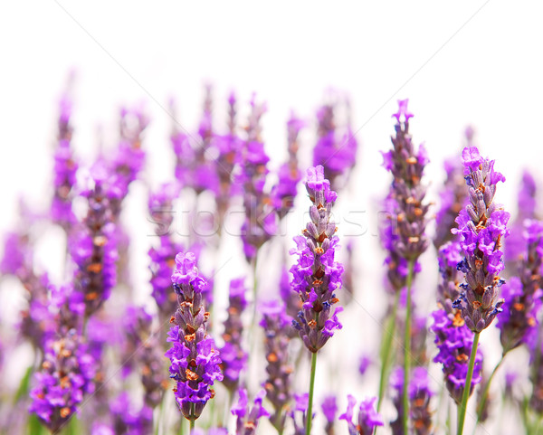 Lavender background Stock photo © elenaphoto