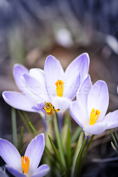 Bee on spring crocuses Stock photo © elenaphoto