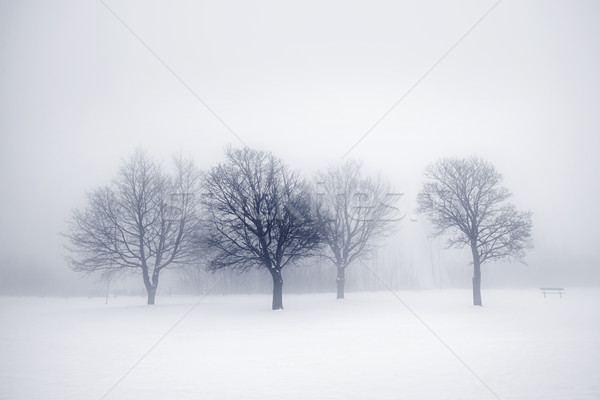 Foto stock: Inverno · árvores · dente · desfolhada · neve