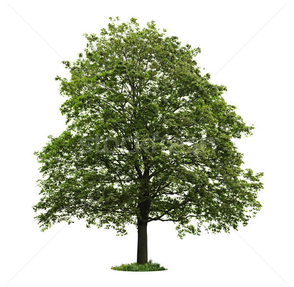 Isolated mature maple tree Stock photo © elenaphoto