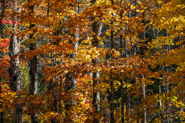 Fall forest background with orange leaves Stock photo © elenaphoto