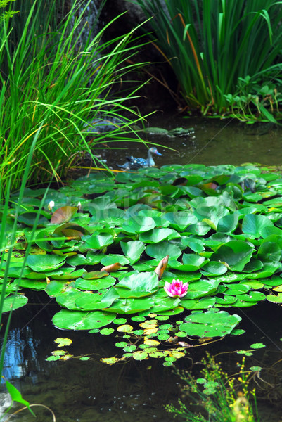 Paisaje estanque acuático plantas agua lirios Foto stock © elenaphoto