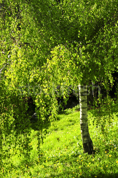 Verde bétula árvore jovem primavera Foto stock © elenaphoto