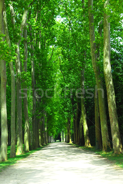 道路 樹 老 綠色 凡爾賽宮 花園 商業照片 © elenaphoto