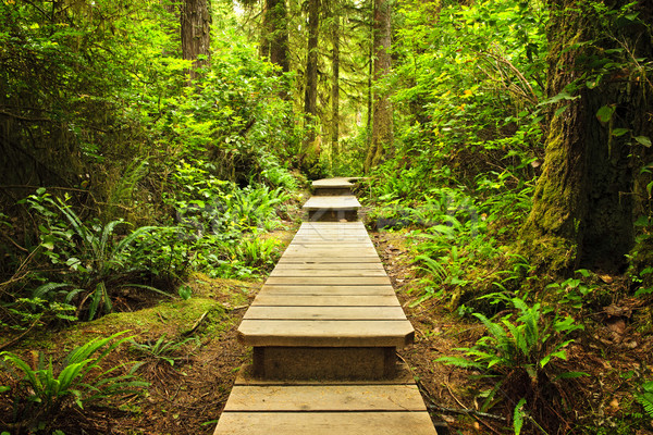 Path in temperate rainforest Stock photo © elenaphoto