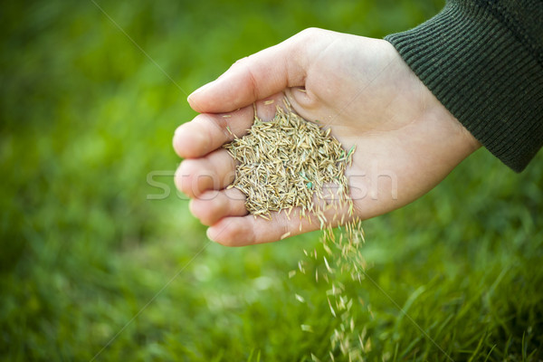 Foto stock: Mano · hierba · semillas · semillas · verde
