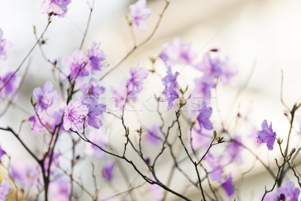 Pink rhododendron in spring Stock photo © elenaphoto