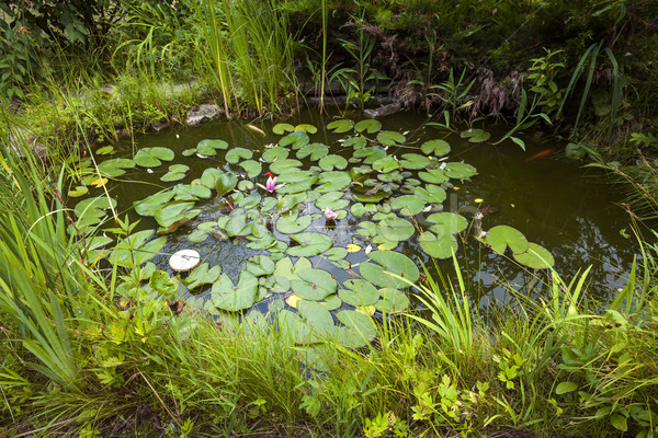 Wenig Landschaftsbau Teich aquatischen Pflanzen Wasser Stock foto © elenaphoto